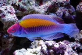 Wrasse: Orange Back Fairy; Male