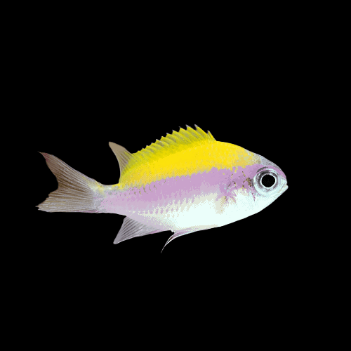 Damsel: Sunshine Chromis