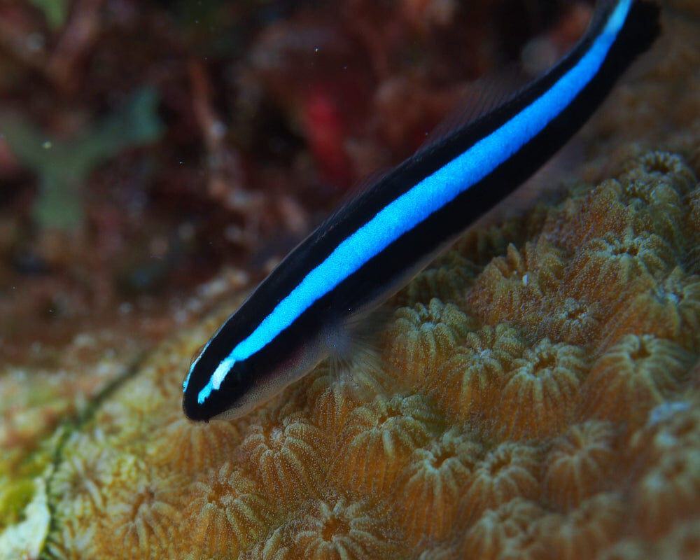 Bluestripe Neon Goby; Atl. - Gobiosoma oceanops