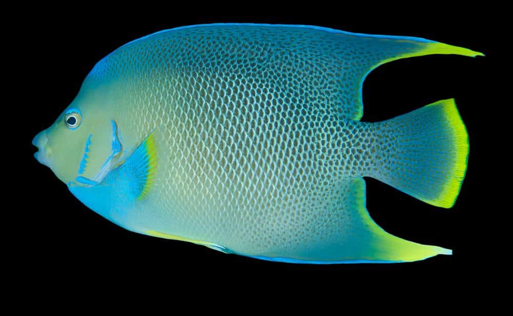 Blue Angel; Atl. - Holacanthus bermudensis