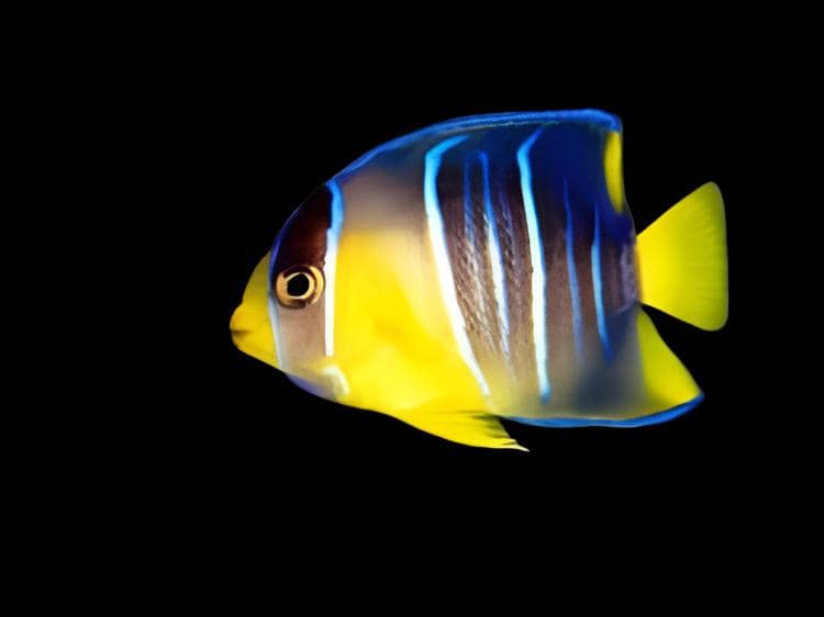 Blue Angel; Juv.; Atl. - Holacanthus bermudensis