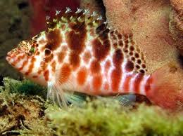 Spotted Hawks - Cirrhitichthys aprinus