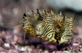 Puffer: Burr (Spiny Box); Atl.
