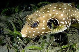 Stars & Stripes Puffer - Arothron hispidus