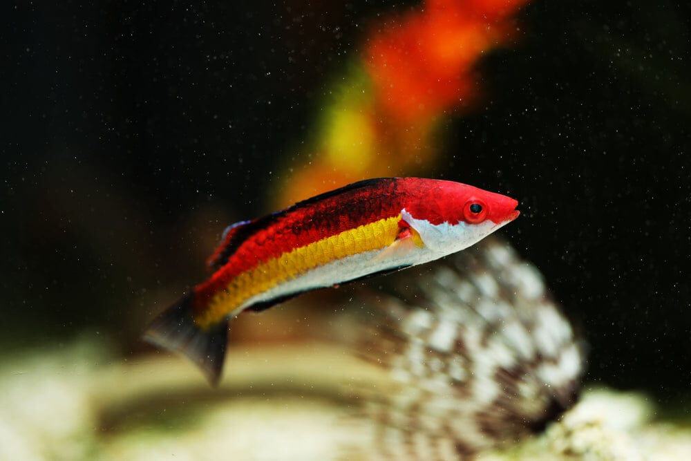 Naokos Fairy Wrasse; Male - Cirrhilabrus naokoae