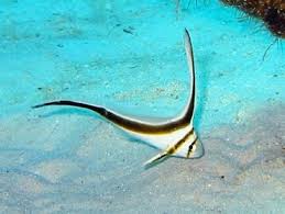 Misc. Fish: Jackknife; Atl.