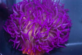 Long Tentacle Anemone; Purple- Macrodactyla doreensis
