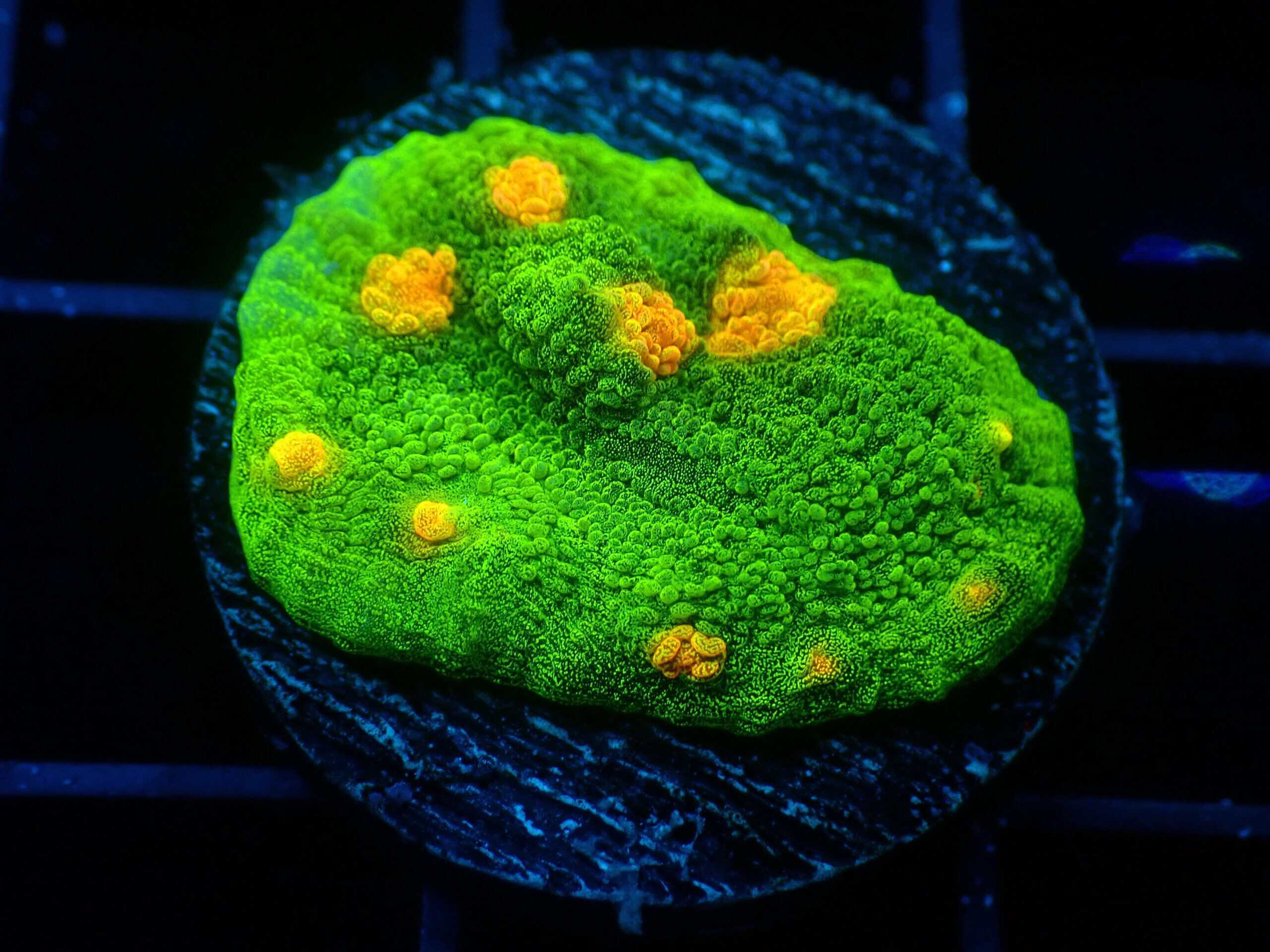 TSA Space Invaders Chalice; Cultured - Echinophyllia sp.