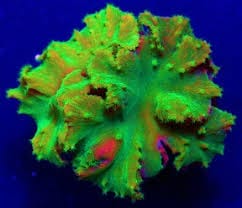 Flower Leather; Green - Sinularia dura w/ Scleractinia
