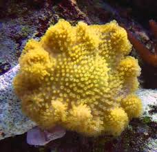Yellow Leather; Fiji - Sarcophyton elegans w/ Scleractinia