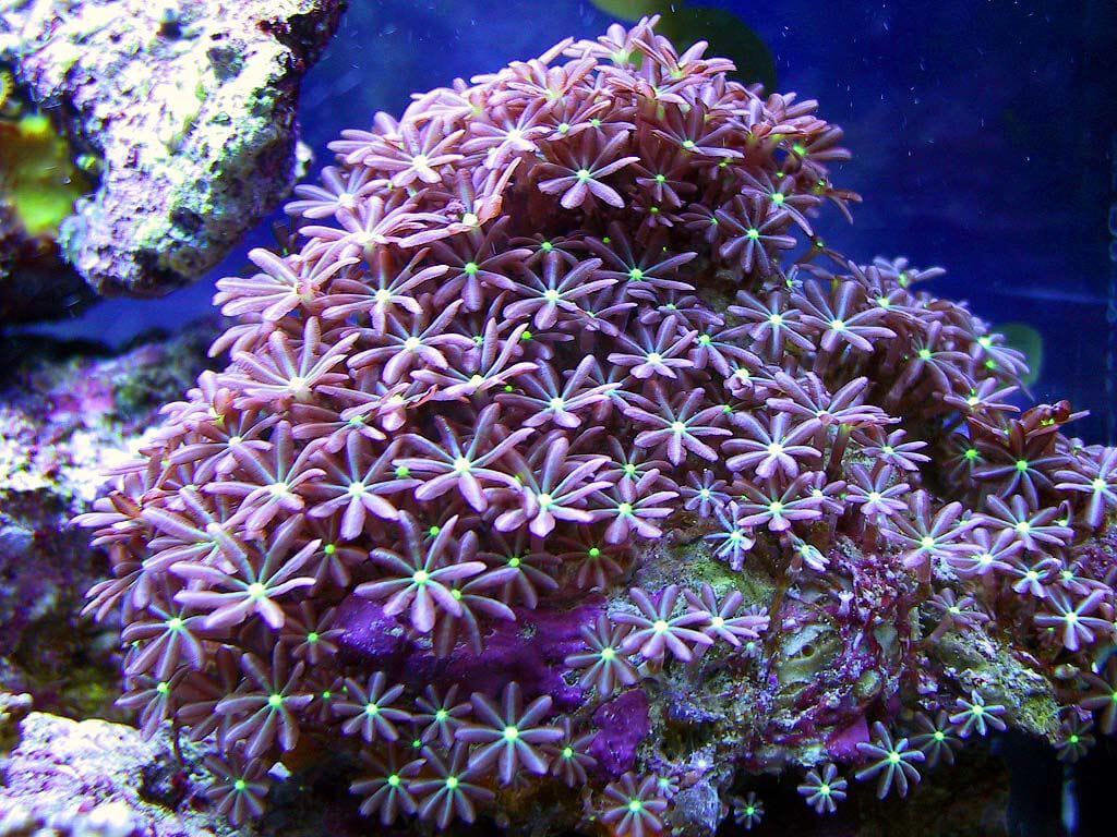Clove Polyp; Green - Clavularia sp. w/ Scleractinia sp.