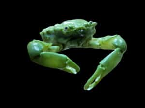 Crab: Emerald; Atl.