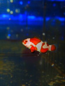 Clown: Orange Storm Ocell CB