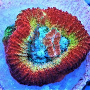 SDC Favia: Rainbow Emerald Cult