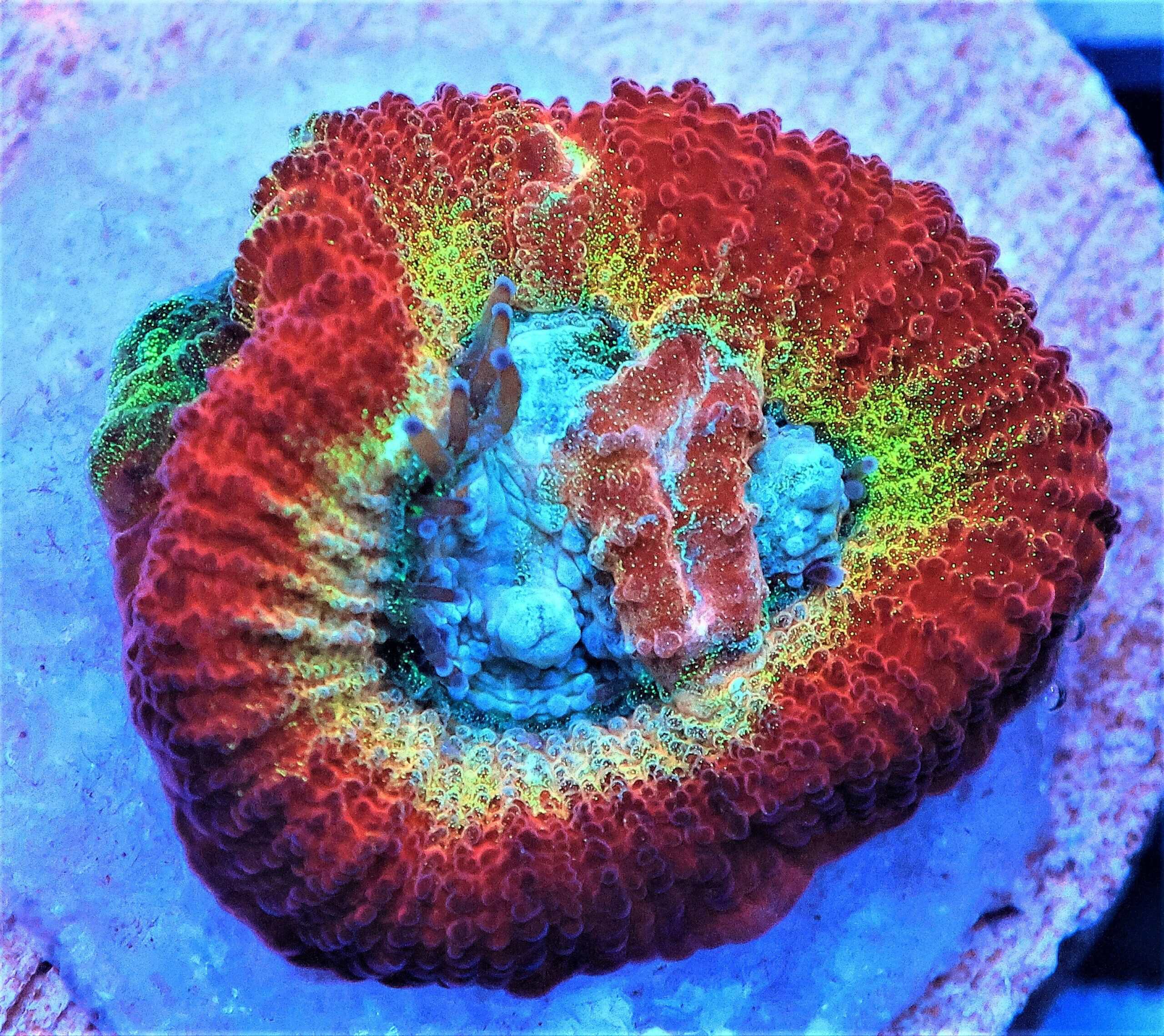 SDC Rainbow Favia: Emerald; Cultured - Favia sp.