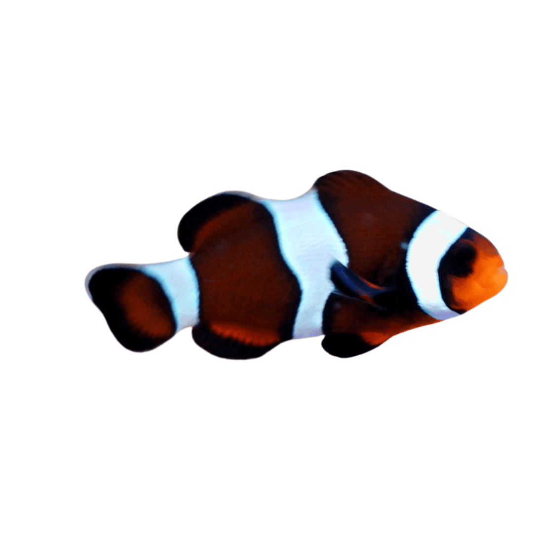 Ocellaris Clown; Mocha Captive Bred - Amphiprion ocellaris