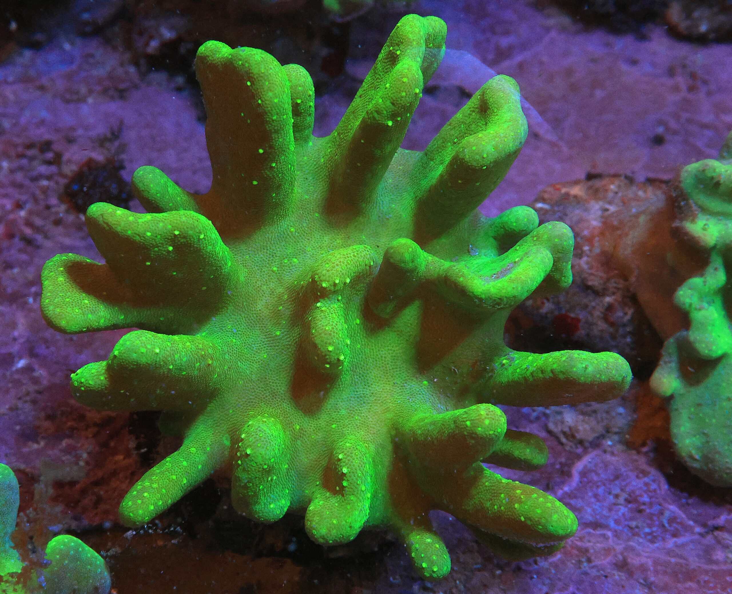 Crown Leather; Green; Super - Lobophytum sp. w/ Scleractinia