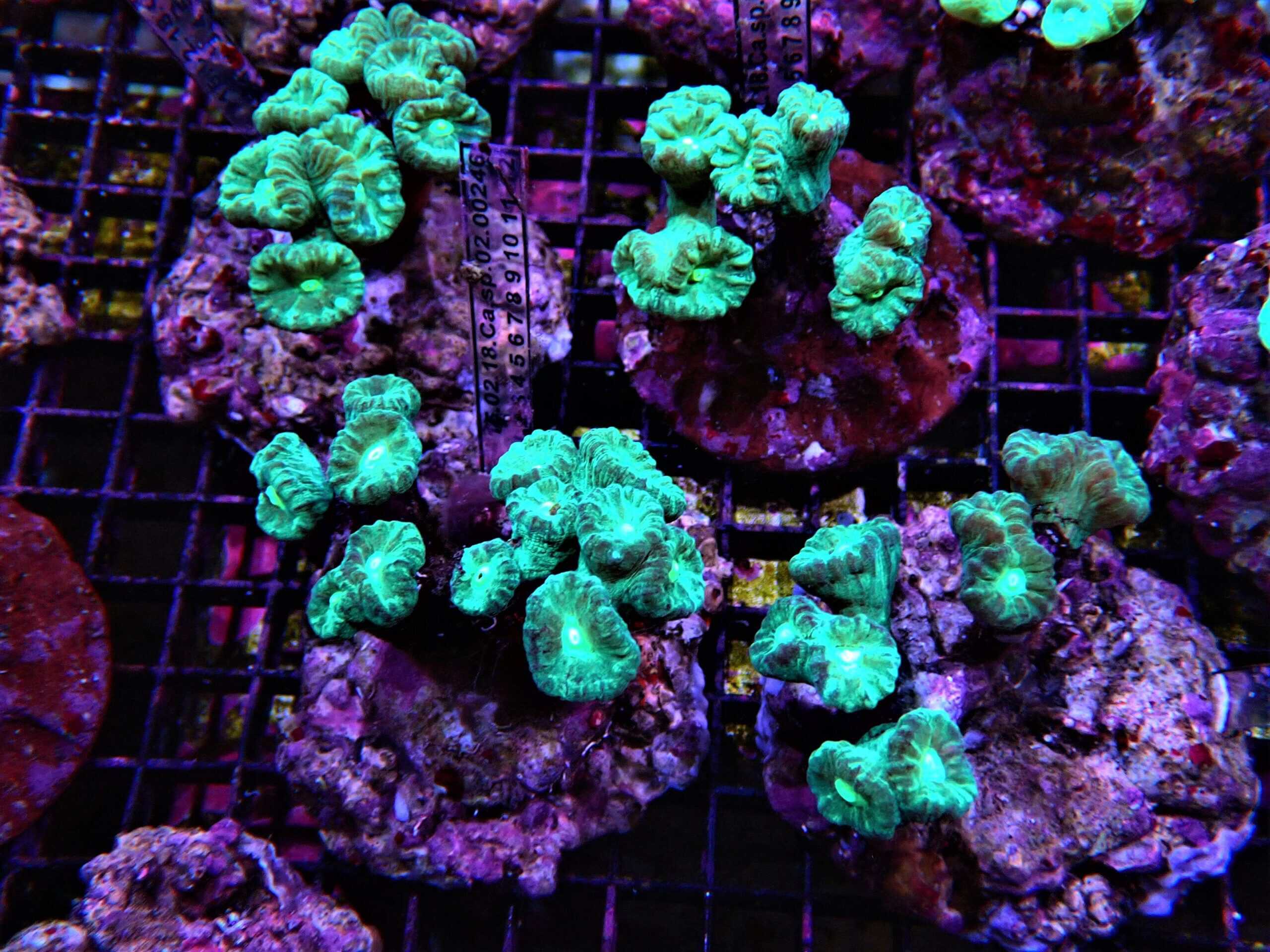 Trumpet Coral; Colored; Cult. - Caulastrea sp.