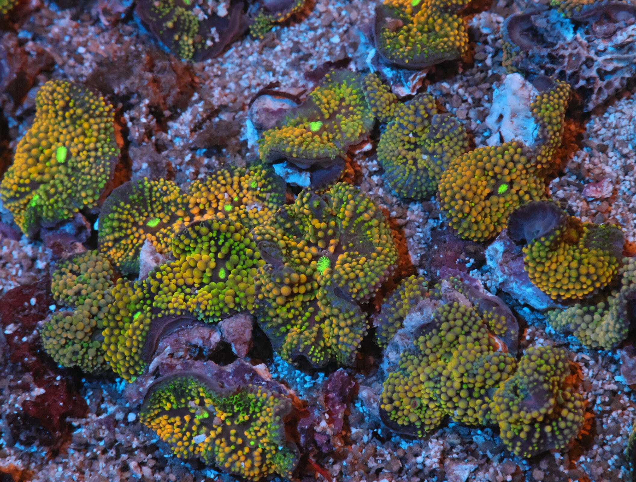Ricordea Mushroom Super; Atl. (Per Polyp)- Ricordea florida