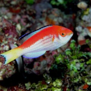 Wrasse: Marjorie Fairy; Male