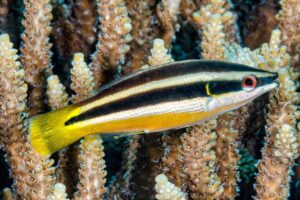 Wrasse: Yellowtail Cleaner; Sol