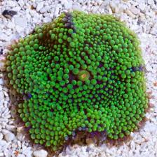 Ricordea Mushroom Polyp; Green; Atl. - Ricordea florida