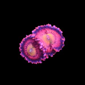 SDC Polyp: Halle Berry Zoa