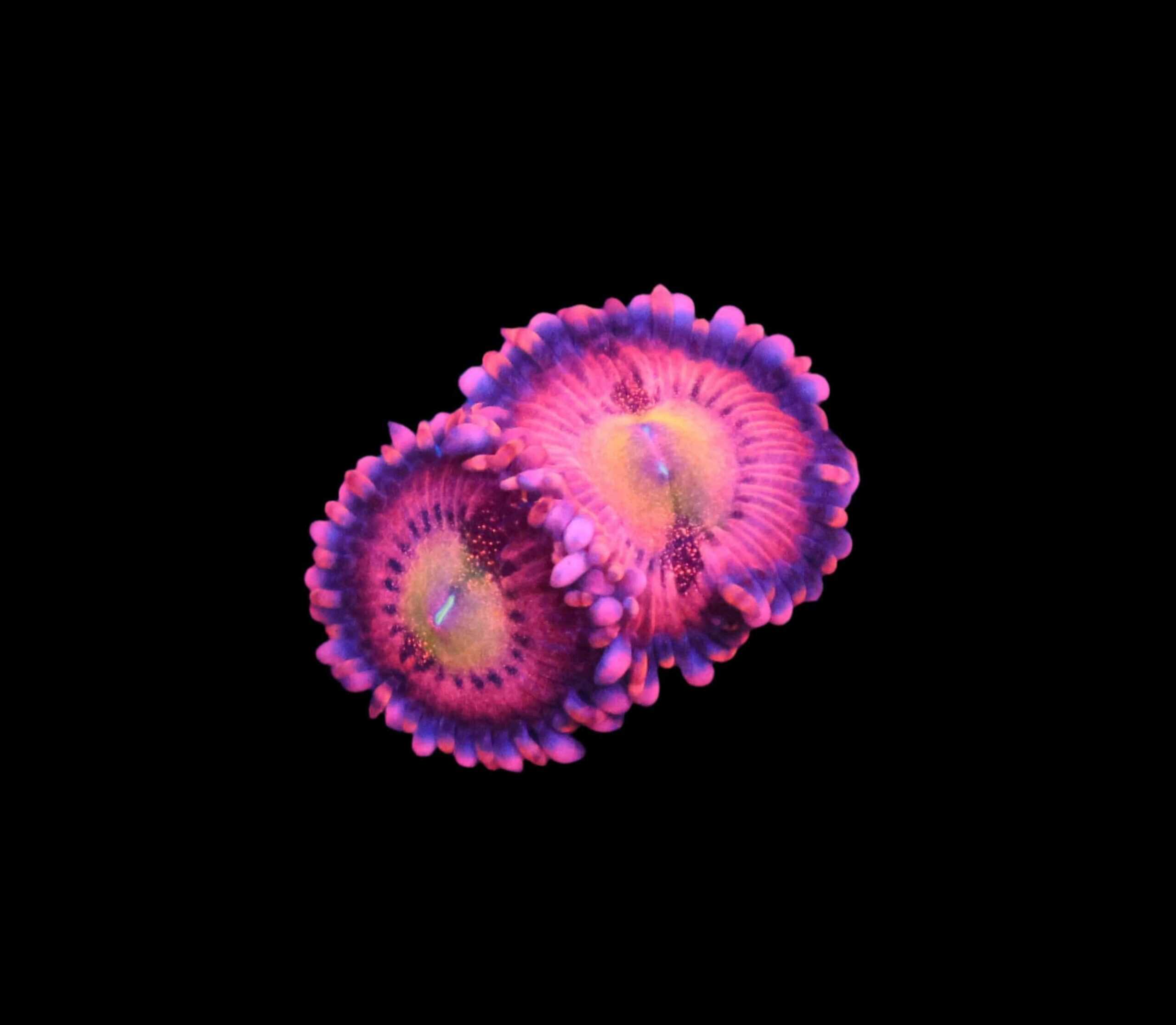 SDC Halle Berry Zoa; Cultured - Zoanthid sp.