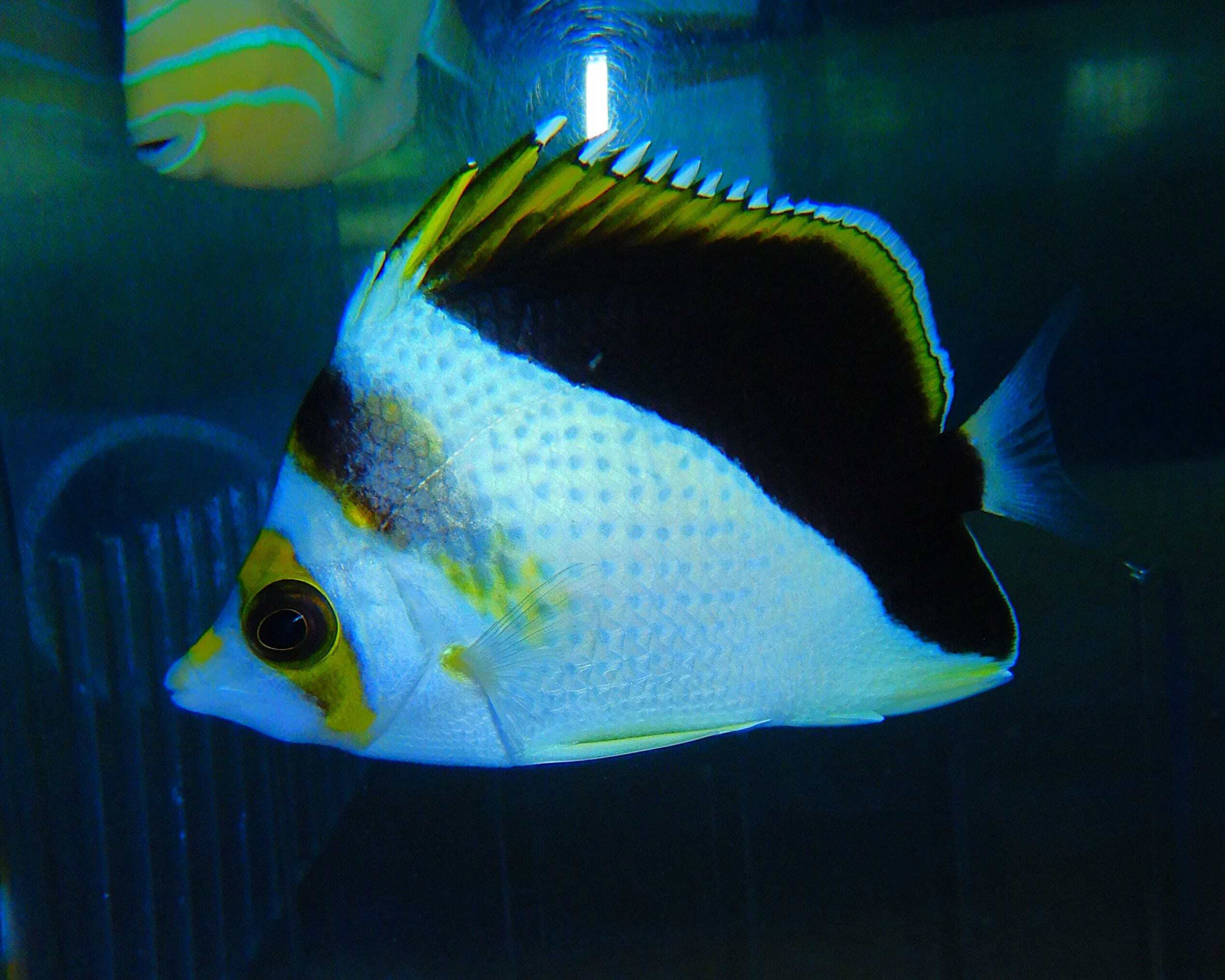 F07 - HYBRID TINKERI / BURGESS BUTTERFLY