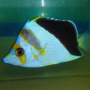F14 - HYBRID TINKERI / BURGESS BUTTERFLY