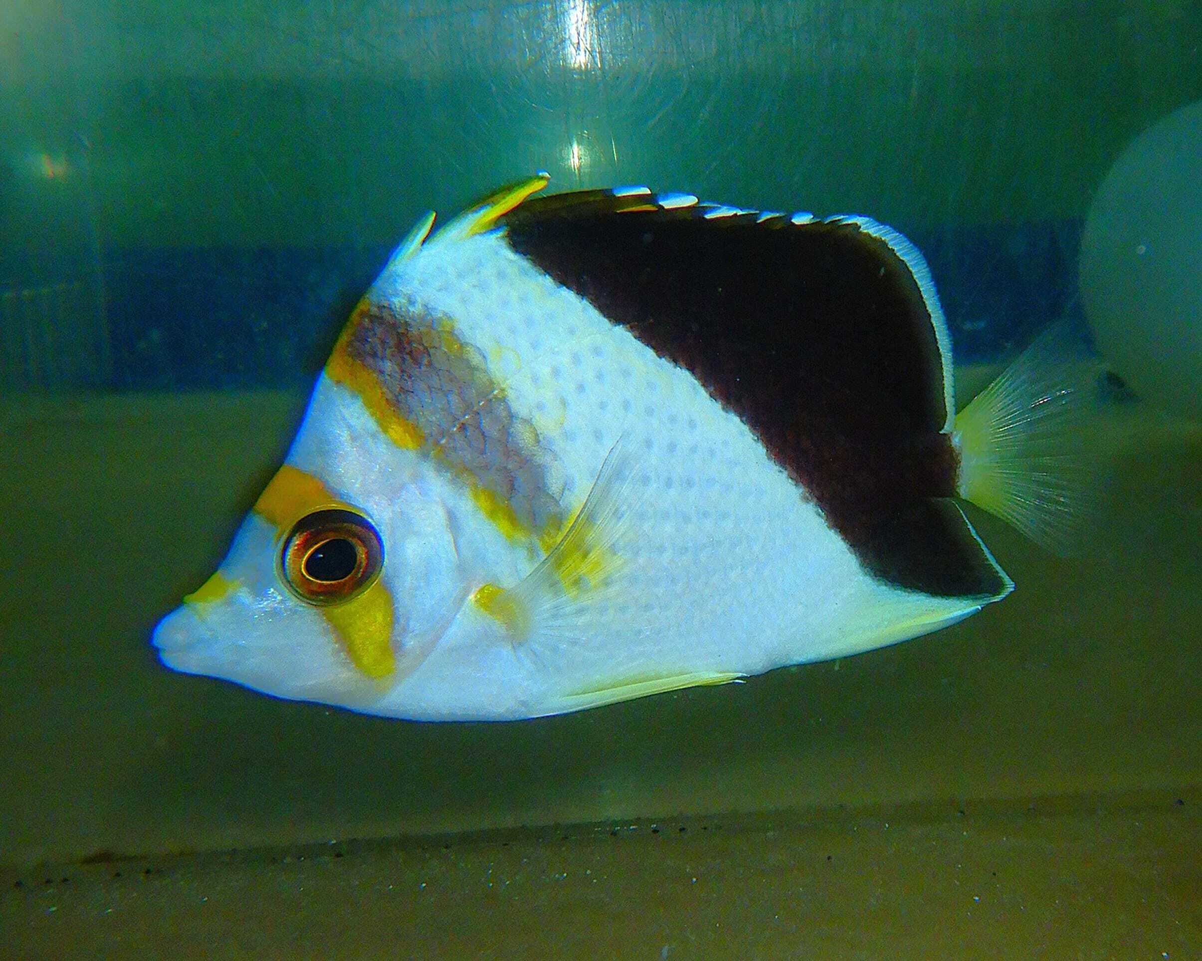 F14 - HYBRID TINKERI / BURGESS BUTTERFLY
