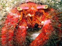 Red Hairy Hermit Crab - Dardanus megistos