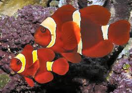 Maroon Clown; Yellowstripe - Premnas biaculeatus