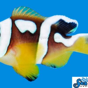 Clown: Spotcinctus; C.B..