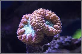 Blasto.Wellsi; Colored; Aus.-Blasto. wellsi PRICE PER POLYP-MIN 3 POLYPS PER PLUG MIN ORDER 3 POLYPS