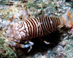 Bumble Bee Shrimp - Gnathophyllum americanum