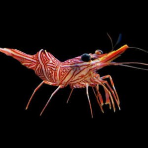 Shrimp: Camel