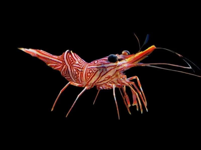 Camel Shrimp - Rhynchocinetes sp.