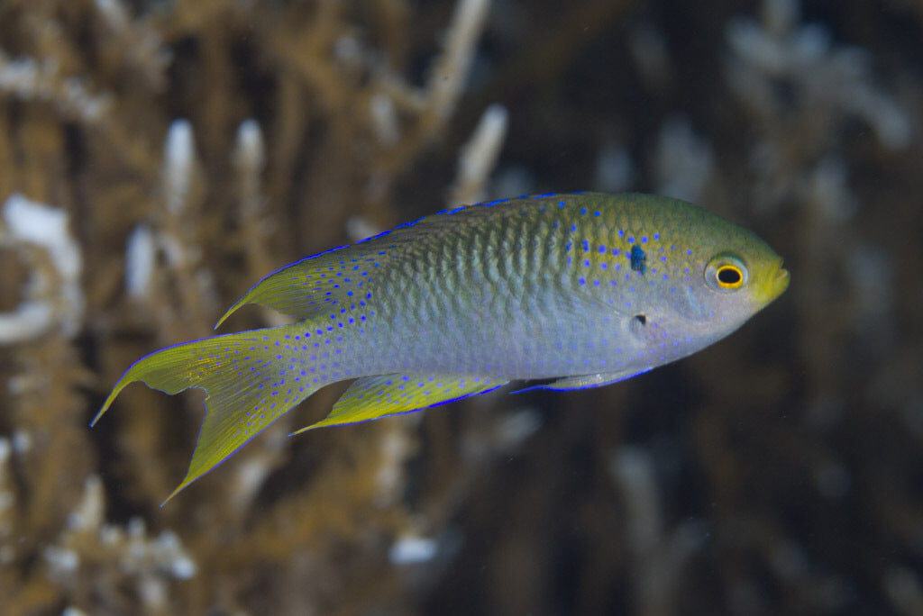 Coral Damsel - Neopomacentrus nemurus