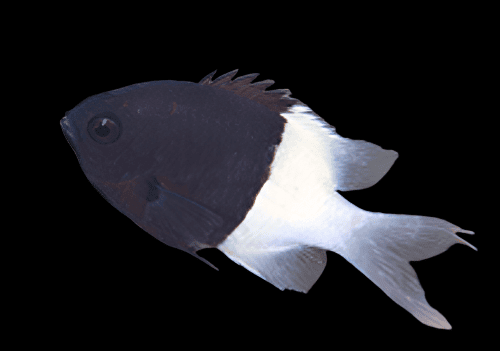 Damsel: Bicolor Chromis; Africa