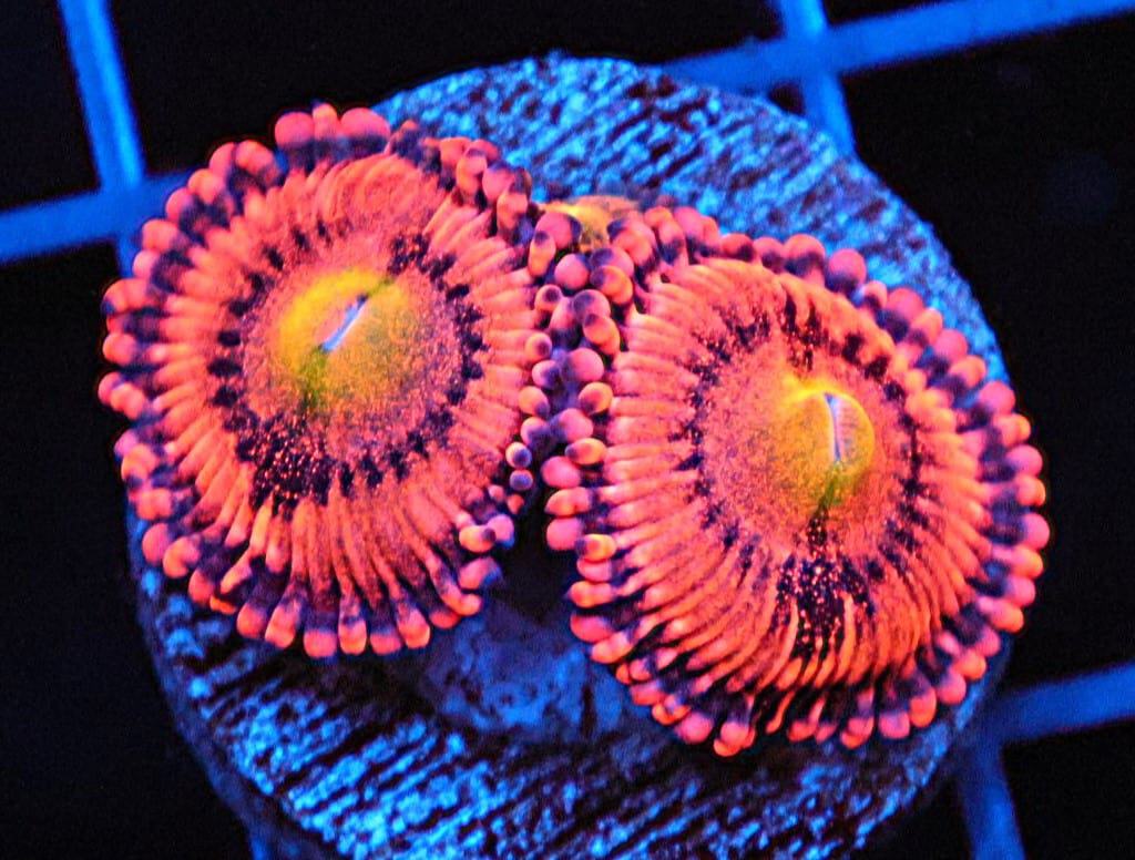 SDC Screwdriver Zoa; Cultured - Zoanthid sp