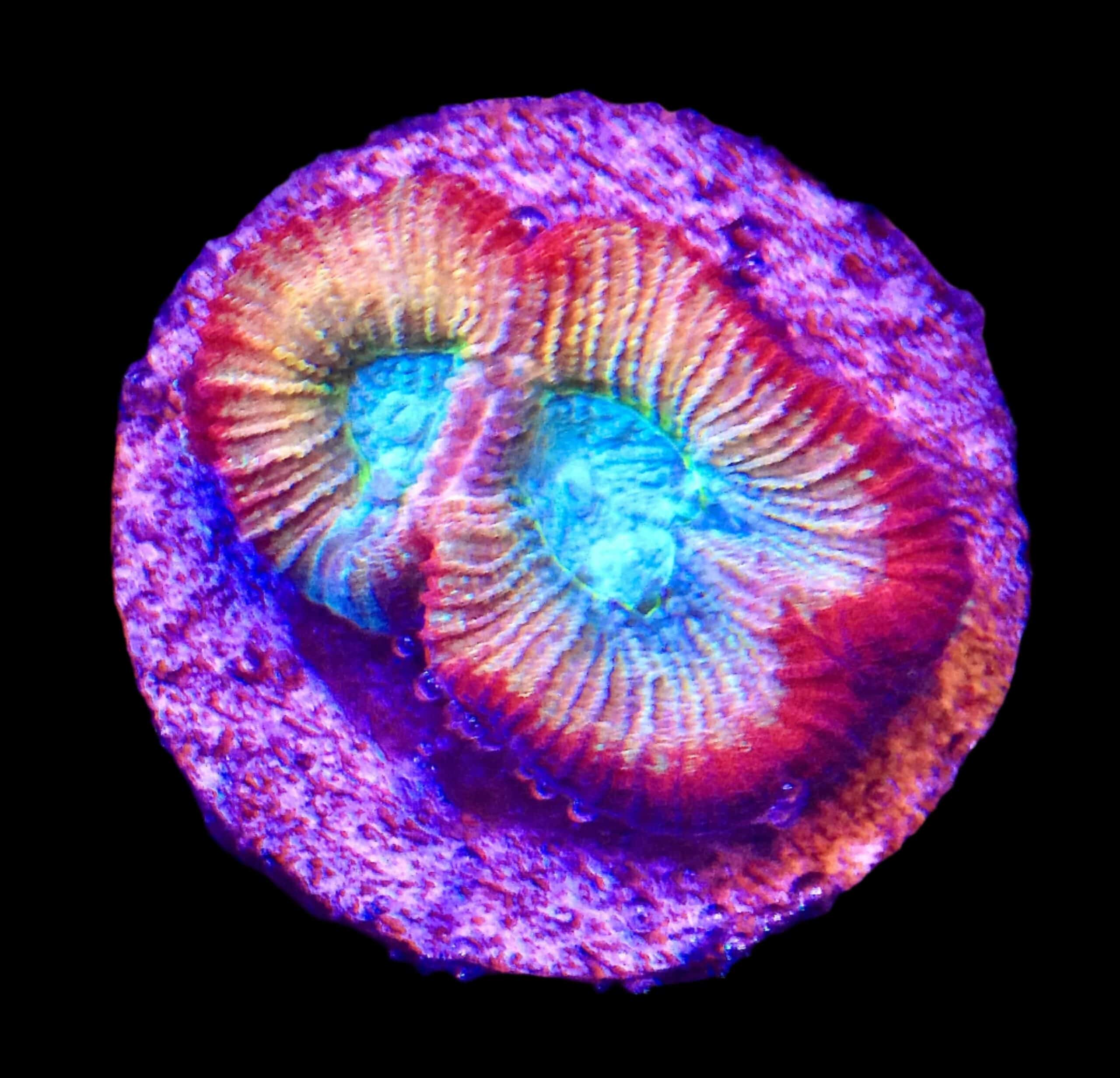 SDC Rainbow Favia: Turquoise; Cultured - Favia sp.