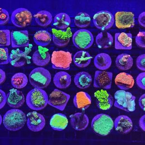 SDC Pack: Cultured Coral Frag