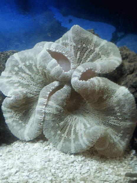 Saddle Anemone; Colored - Stichodactyla haddoni