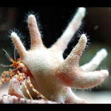 Staghorn Crab - Paguritta sp.