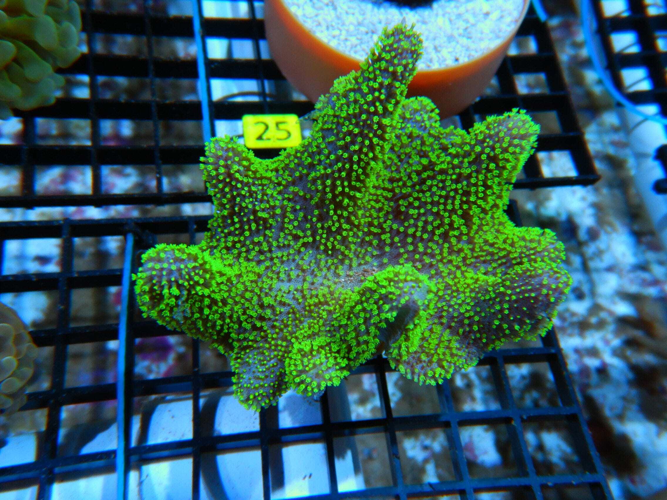 Umbrella Leather; Green Polyp; Australia - Sarcophytum sp. w/scleractinia