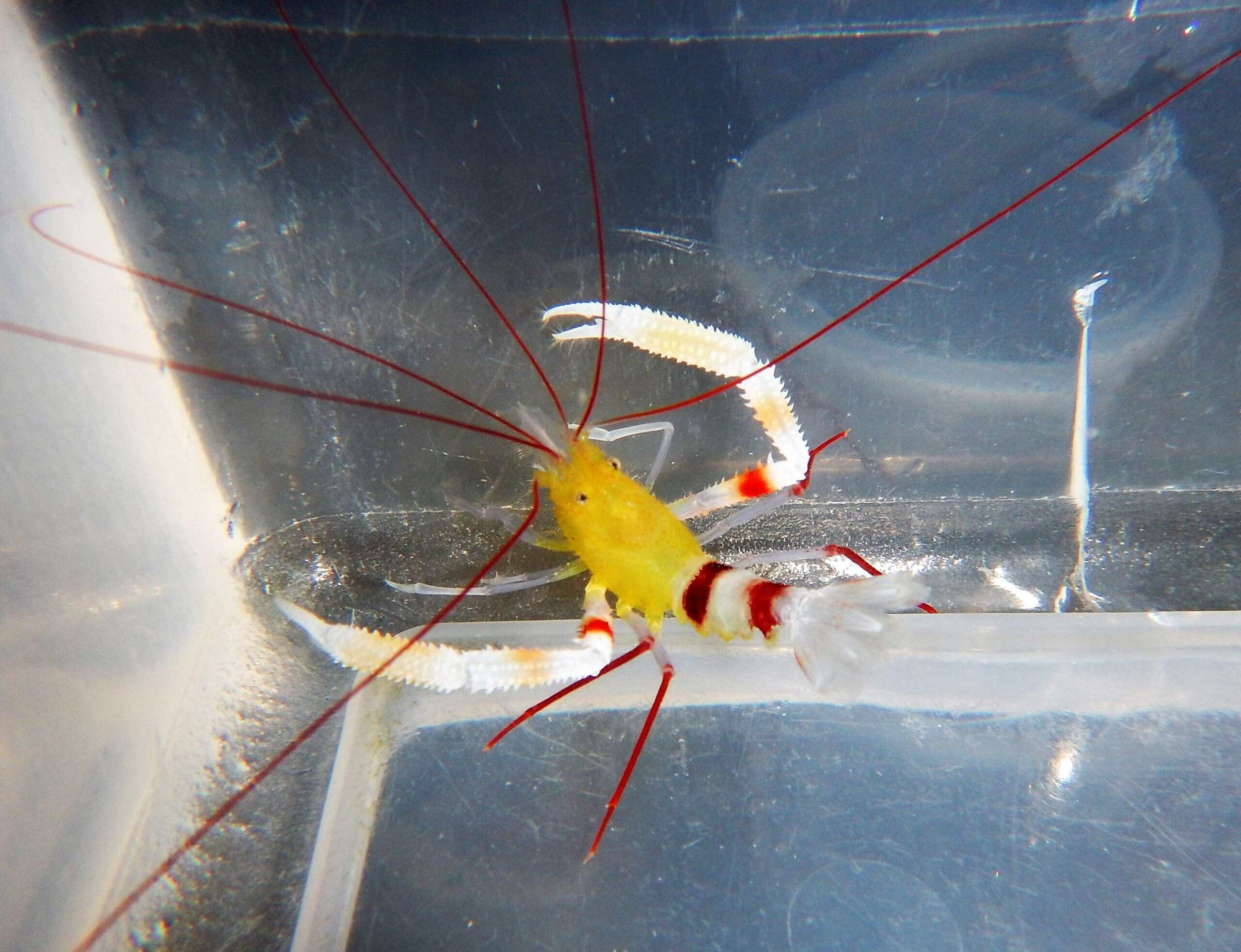Zanzibar Coral Banded Shrimp - Stenopus zanzibaricus