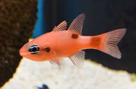 Flame Cardinal; Atl. - Apogon maculatus