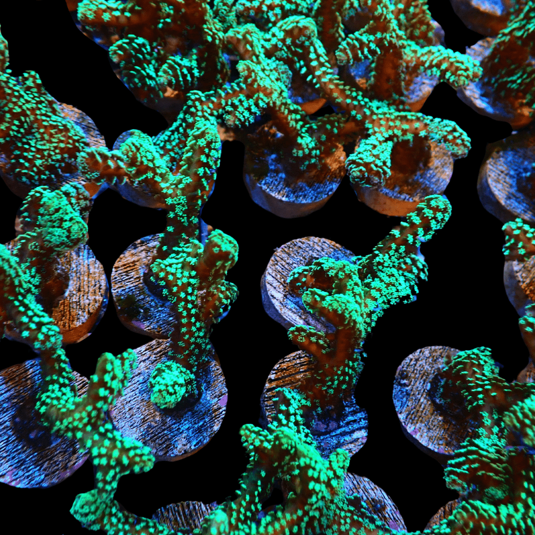 SDC Screaming Green Seriatopora; Cultured - Seritopora sp.
