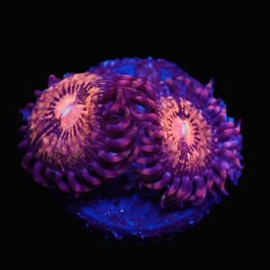 SDC Polyp Pandora Zoa Cult